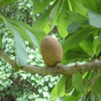 Mammea Africana